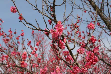 石林の紅梅